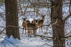 Deer Staring Contest